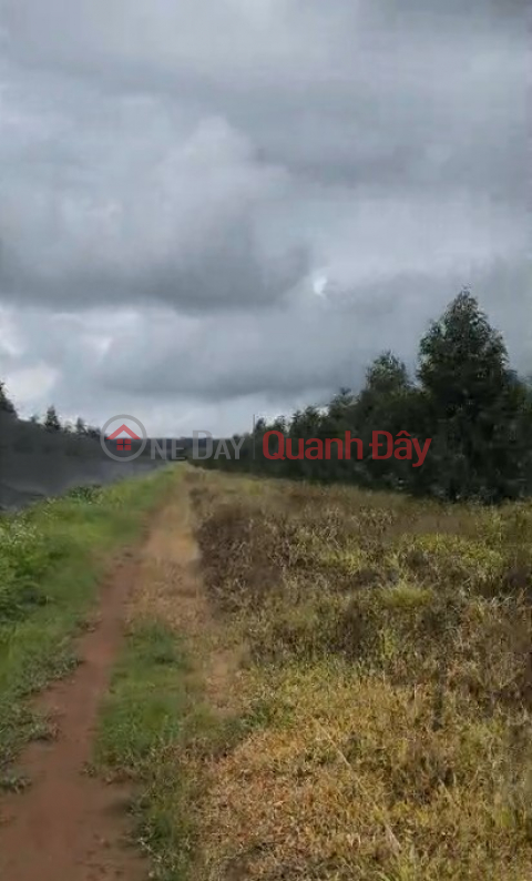 10 hectares of 4-year-old Thai durian trees - Dak Doa, Gia Lai - 2,000 trees, flat red soil - price 40 billion VND _0