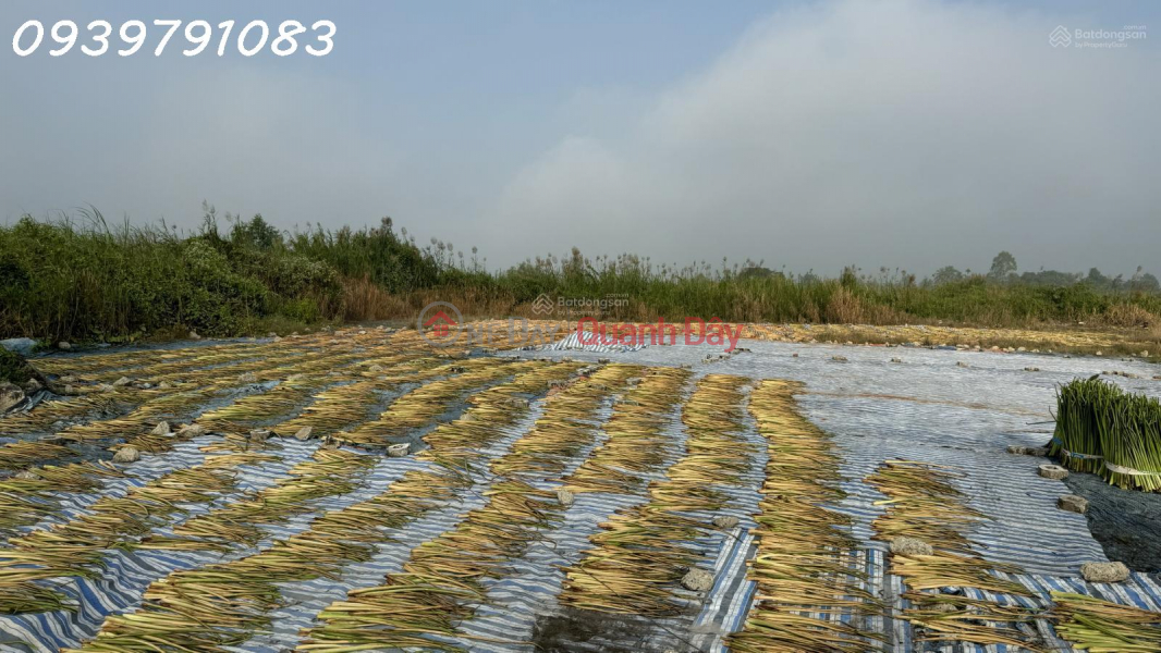 CẦN BÁN 2,14 HA ĐẤT TẠI CỤM CÔNG NGHIỆP MỸ HIỆP, ĐỒNG THÁP (CAO LÃNH - ĐỒNG THÁP CŨ) | Việt Nam, Bán | đ 50 tỷ