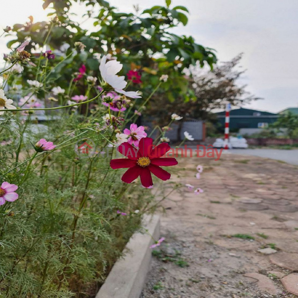 Rotate capital to produce Tet goods, sell Da Ton Villa, Gia Lam 188m2, 15m road. Contact 0989894845 Vietnam | Sales đ 25.0 Billion
