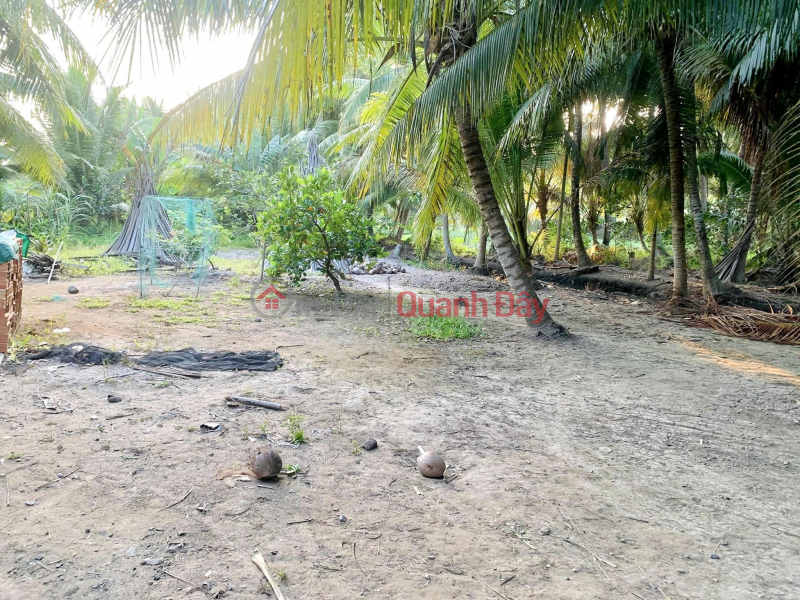 Owner - NEED TO SELL QUICK LOT OF LAND Monthly Harvest Coconut Garden In Cang Long, Tra Vinh Vietnam | Sales đ 680 Million