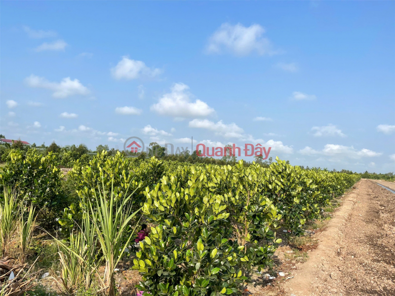 Property Search Vietnam | OneDay | Nhà ở Niêm yết bán Đất Đẹp- giá tốt Chính chủ cần bán nhanh lô đất tại huyện Bình Tân, tỉnh Vĩnh Long