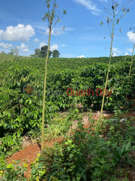 Property Search Vietnam | OneDay | Residential Sales Listings BEAUTIFUL LAND - GOOD PRICE - Need to Sell Quickly Land Lot in Prime Location in Dak R'tih Commune, Tuy Duc, Dak Nong