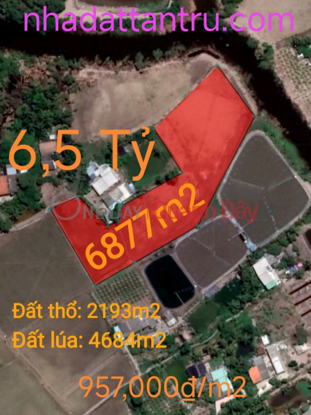 Urgent sale of Tan Tru rice land plot near Highway 50B for 6.5 billion Sales Listings