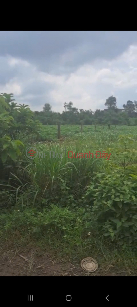 Owner Sells Land To Take Care Of His Siblings' Education In Xuan Truong Commune, Xuan Loc, Dong Nai _0