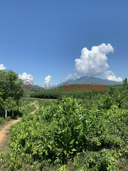 Property Search Vietnam | OneDay | Residential, Sales Listings | Urgent sale of 6,200M2 Tunnel Collapsed RSX, CLN Land in Hoa Vang District - Da Nang for 3.60 Billion Negotiable by Owner.