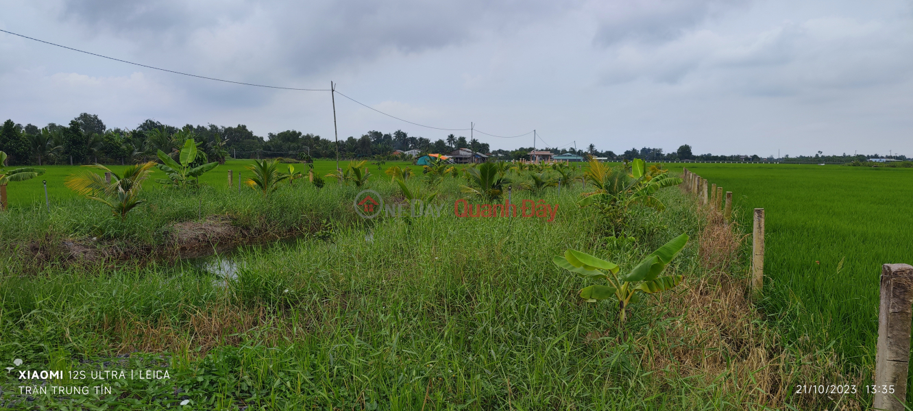 ₫ 1 Billion, Urgent sale of rice land in Duc Tan commune for 1 billion