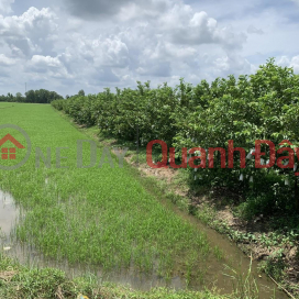 OWNER Needs to Sell Rice Fields in Tan Nhuan Dong Commune, Chau Thanh District, Dong Thap Province _0