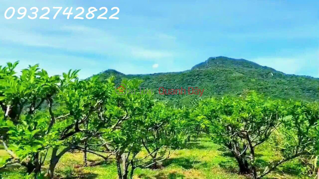 For sale 950m2 of land on front road Lap Dinh - Suoi Mon, Cam An Nam, Cam Lam, investment price, Vietnam, Sales đ 250 Million