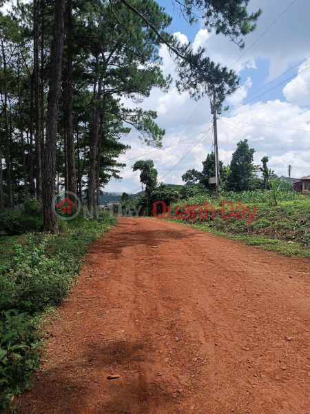 Property Search Vietnam | OneDay | Residential, Sales Listings, OWNER Needs To Quickly Sell A LOT OF LAND IN TAN CHAU COMMUNE, DI LINH, Lam Dong - EXTREMELY CHEAP PRICE