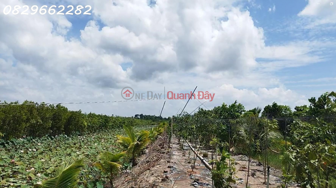 đ 22 tỷ | Bán Đất Vườn Mặt Tiền, Xã Hòa Long, Lai Vung, Đồng Tháp. 4.4ha, 22 Tỷ, Sổ Hồng.