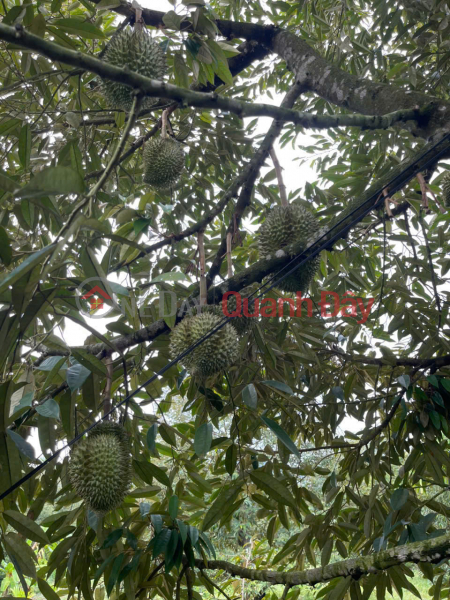 đ 1.7 Billion Fruit orchard for sale, over 10,000m2, Hanh Nhan, Nghia Hanh, Quang Ngai, at a good price.
