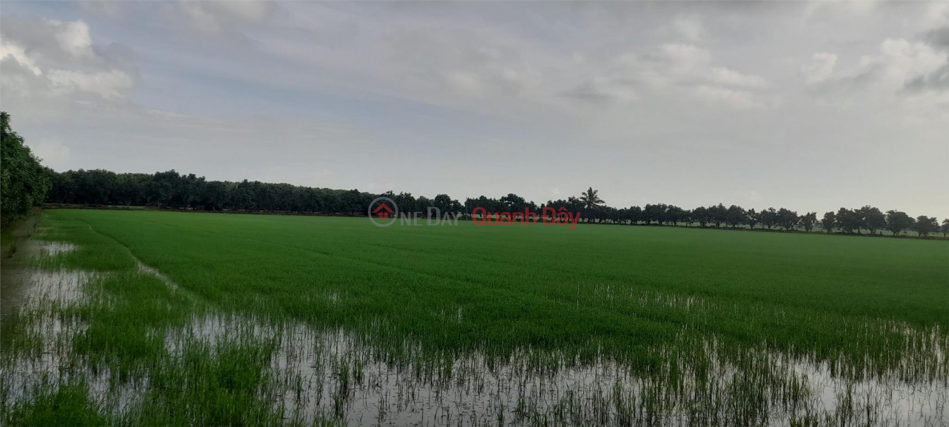 Property Search Vietnam | OneDay | Residential Sales Listings OWNER FAST SELLING BEAUTIFUL LOT OF LAND - GOOD PRICE IN O Long VY Commune, Chau Phu District, An Giang