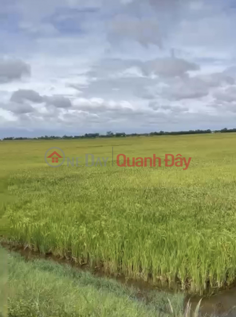 ADJUSTABLE LAND - BEAUTIFUL SQUARE LAND - For Sale By Owner In Tan Tay Commune, Thanh Hoa - Long An _0