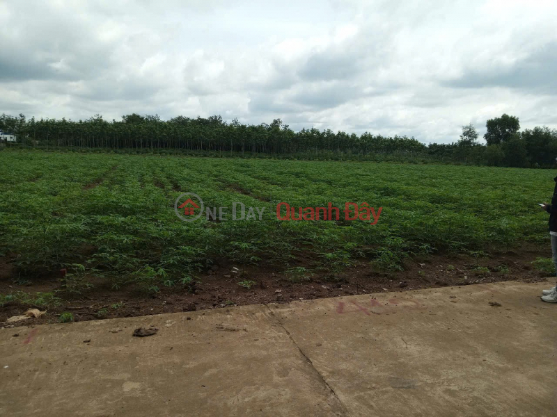 Property Search Vietnam | OneDay | Nhà ở, Niêm yết bán | ĐẤT ĐẸP- Cần Bán Nhanh lô đất vị trí đẹp Khu An Linh huyện Phú Giáo, tỉnh Bình Dương