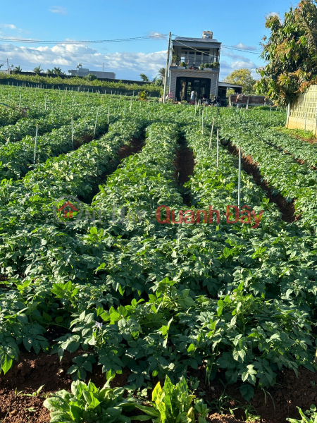 FOR SALE 505m2 LAND IN GROUP 32, LIEN NGHIA TOWN, DUC TRONG - LAM DONG, Vietnam | Sales đ 3.5 Billion