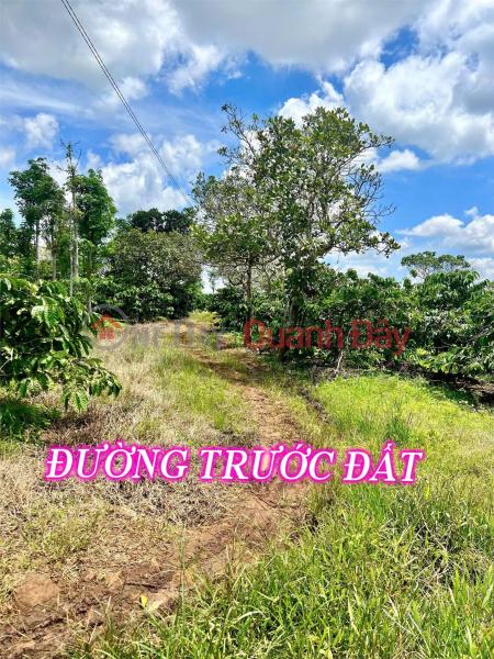 Beautiful Land - Good Price - Owner Needs to Sell a Plot of Land in a Beautiful Location in Tam Giang Commune, Krong Nang, Dak Lak | Vietnam | Sales, đ 980 Million