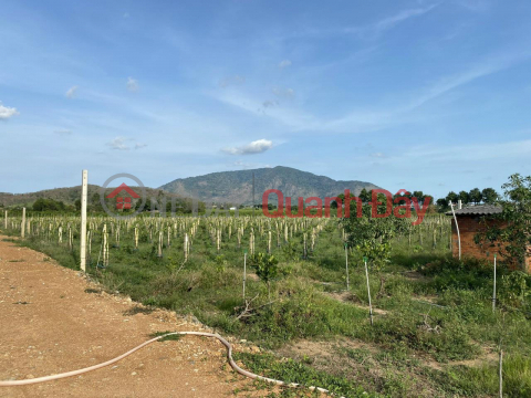 IMMEDIATELY SELL Potential Land Lot - Good Price in Ham Thuan Nam district, Binh Thuan province _0