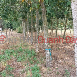 LAND FOR RENT IN PHU SON COMMUNE, BU DANG BINH PHUOC _0