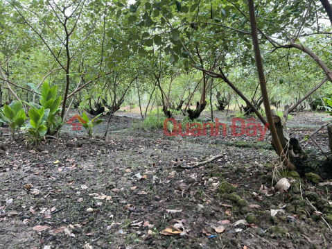BEAUTIFUL LAND - GOOD PRICE - Beautiful Land Lot For Sale In Tra Canh B Hamlet, Thuan Hoa Commune, Chau Thanh, Soc Trang _0