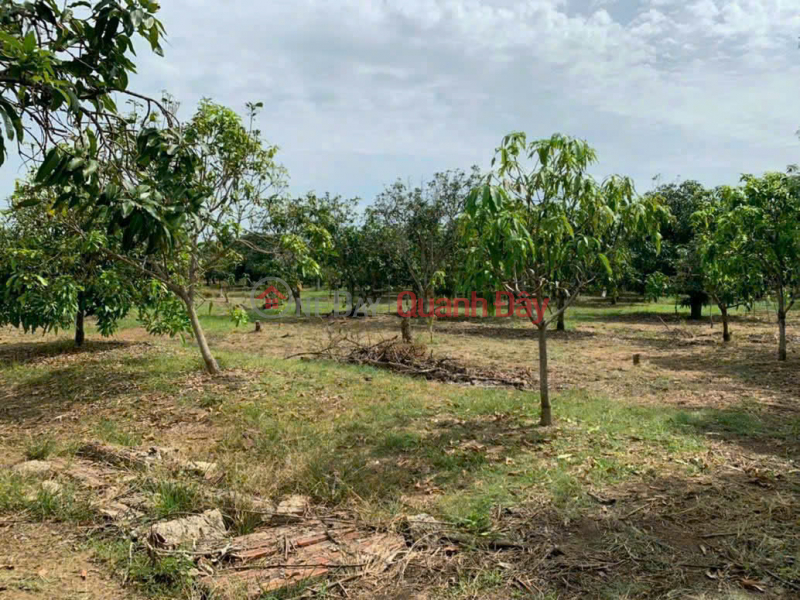 Property Search Vietnam | OneDay | Residential Sales Listings, Land owner needs to sell mango garden plot in Long Hoa commune, Can Gio district, Ho Chi Minh city