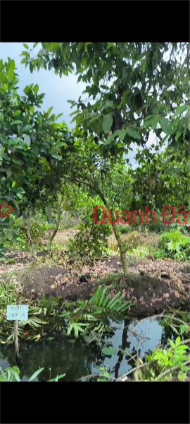 BEAUTIFUL LAND - GOOD PRICE - Owner For Sale 2 Adjacent Plots In Binh Thanh, Phung Hiep, Hau Giang Sales Listings