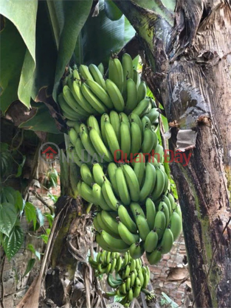 đ 18 tỷ, SỞ HỮU 170,6M² GIỮA KHU HOMESTAY ĐÔNG KHÁCH – GẦN BIỂN NGANG 6,44M Đường Nhựa 5,5M CHỈ 18 TỶ