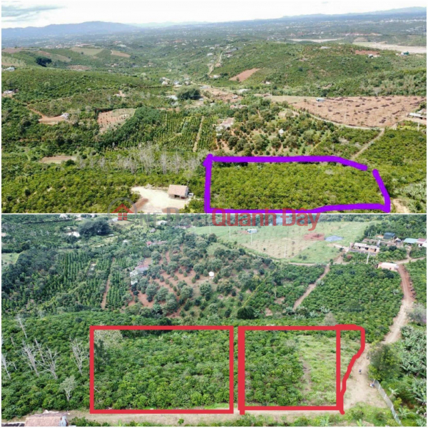 Property Search Vietnam | OneDay | Residential Sales Listings OWNER NEEDS TO SELL BEAUTIFUL LOT OF LAND - INVESTMENT PRICE In Di Linh - Lam Dong