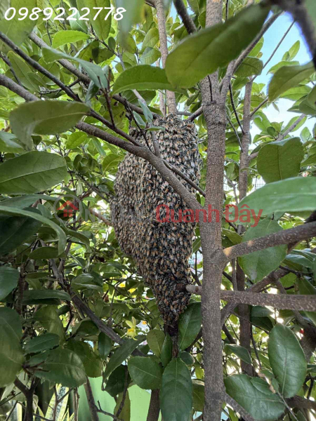 đ 8,3 tỷ BÁN NHÀ ĐƯỜNG 3/2 , P12- XE HƠI ĐẬU CỬA - KHU PHÂN LÔ -SỔ VUÔNG ĐẸP - 5 TẤM HC ĐỦ- 4PN . MT 8
