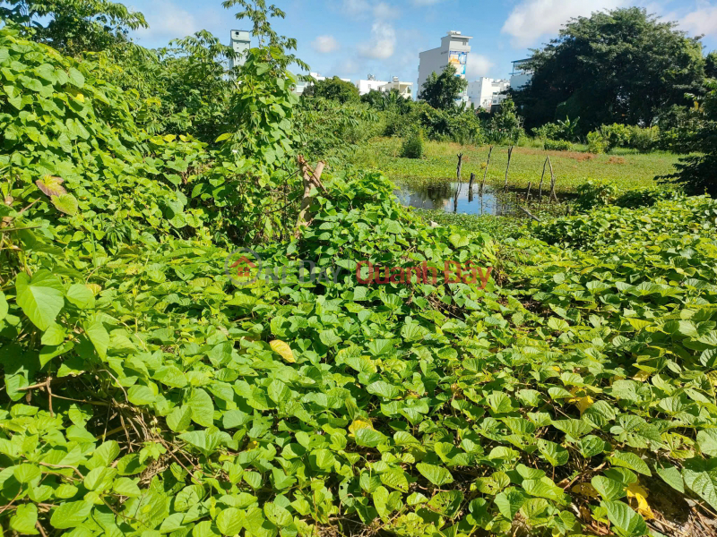 Chính Chủ Bán Đất 2 Mặt Tiền Vườn Cây Lâu Năm Tại Phường Châu Phú B, TP Châu Đốc, An Giang. Niêm yết bán