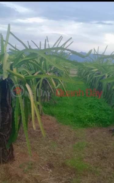 đ 500 Million, Urgent sale of concrete frontage land in Lam Giao quarter - Ma Lam - Ham Thuan Bac - Lam Dong