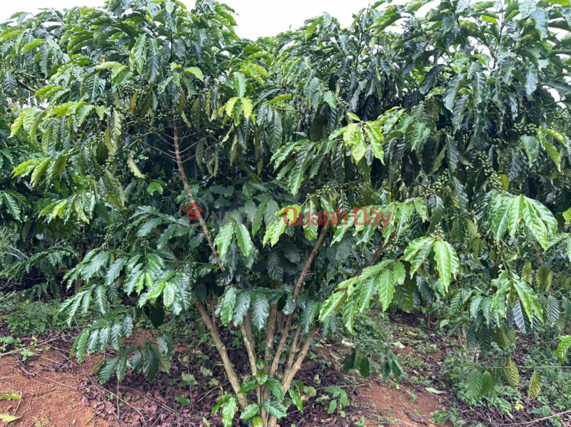 Property Search Vietnam | OneDay | Residential, Sales Listings | GOOD PRICE - OWNER Needs to Quickly Sell a Garden Plot Full of Coffee in Bao Lam District, Lam Dong Province