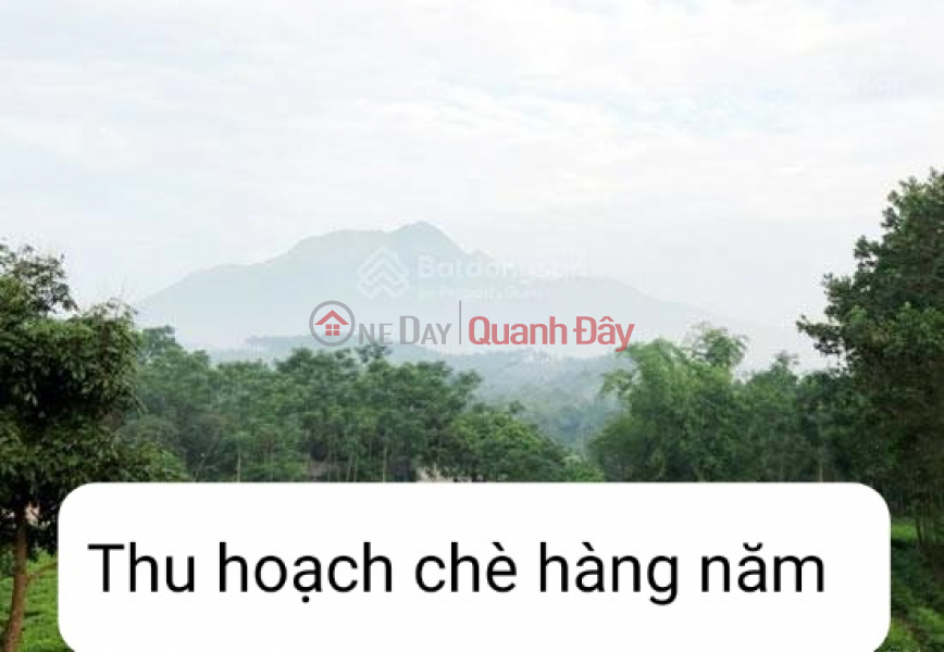 Family needs to sell 2 beautiful resort plots of land with an area of 8,000m² and an area of 3,331 m2 in Yen Bai commune, Ba Vi, Hanoi, Vietnam Sales | đ 25 Billion