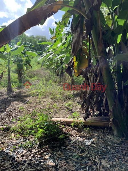 Property Search Vietnam | OneDay | | Sales Listings Land for sale in An Tho hamlet, An Co commune, Chau Thanh, Tay Ninh.