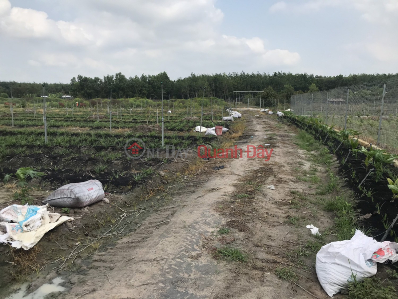 Farm for sale 1hectare 1200m2 Tho Cu Near Phuoc Dong Industrial Park, Trang Bang Tay Ninh | Vietnam Sales, đ 10 Billion