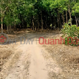 BEAUTIFUL LAND - GOOD PRICE - Prime Location At Soc Qua Hamlet, Tan Hung, Hon Quan, Binh Phuoc _0