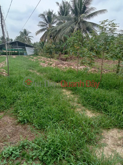 PRIME LAND FOR OWNER - GOOD PRICE - For Quick Sale Land Lot In Phu My Commune, Mo Cay Bac, Ben Tre _0