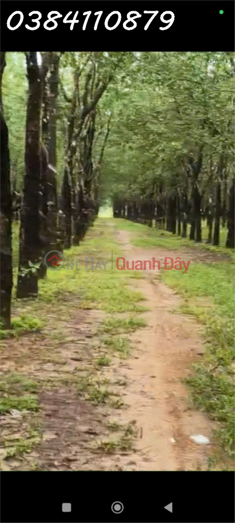 320 hectares of land with strong revenue potential seeking investors.<br \/> The actual area is 320 hectares.<br \/> There are 100 _0