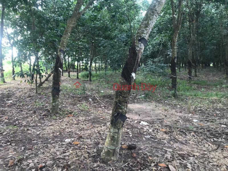 BEAUTIFUL LAND - GOOD PRICE Need to Sell Quickly Beautiful Frontage Land Lot in Tan Chau District, Tay Ninh Province. Vietnam | Sales đ 29 Billion