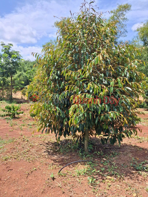 HOT HOT - URGENT SALE: 5-acre durian and coffee plantation in Binh Long Ward, Binh Long Town, Binh Phuoc Province. _0