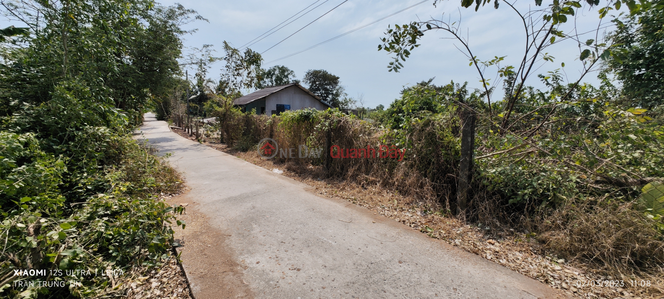 Urgent sale of rice land plot in Binh Lanh Tan Tru commune for 1.8 billion | Vietnam | Sales, ₫ 1.8 Billion