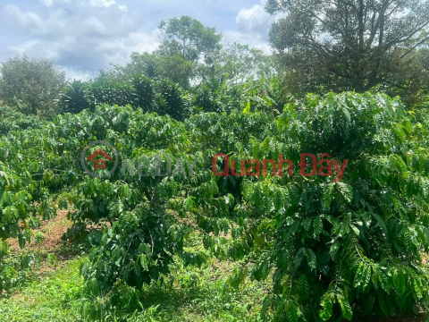 Owner selling 3 sao (1000 square meters) of 4-year-old coffee plantation land in Loc Ngai - Convenient water source, price negotiable. _0