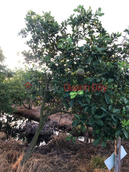 đ 13 Billion | OWNER SELLS LAND IN FARM AREA, GARDEN AND FISH POND.