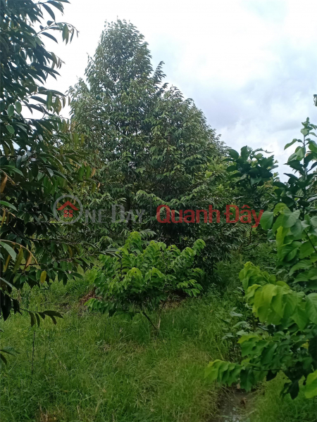 Property Search Vietnam | OneDay | Residential Sales Listings | Need to Sell Land Quickly Prime Location In Tam Binh Commune, Cai Lay District, Tien Giang