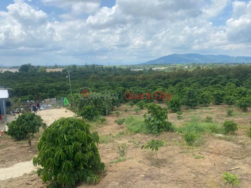 Property Search Vietnam | OneDay | Residential Sales Listings Owner urgently needs to sell this week - Plot of land with two street frontages in an alley, Ward 3, Bao Loc - Includes a house and a coffee shop.
