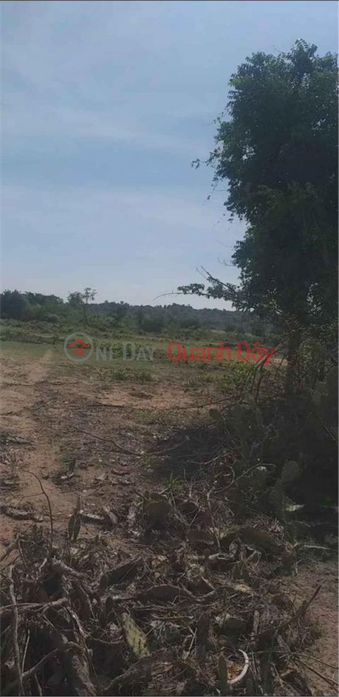 BEAUTIFUL LAND - GOOD PRICE - FOR SALE LOT OF LAND Beautiful Location In Phuoc Thai Commune, Ninh Phuoc District, Ninh Thuan _0