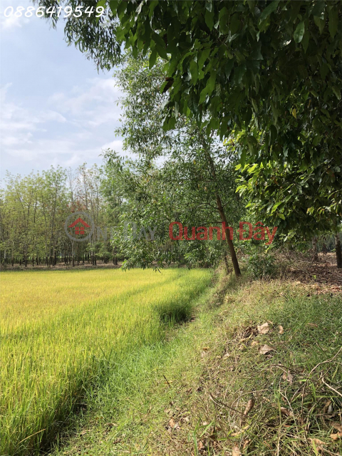 Discount floor collapse for a beautiful plot of land in Tay Ninh !!! _0