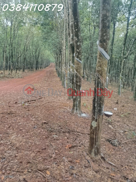 320 hectares of land with strong revenue potential seeking investors.<br \\/> The actual area is 320 hectares.<br \\/> There are 100 Sales Listings