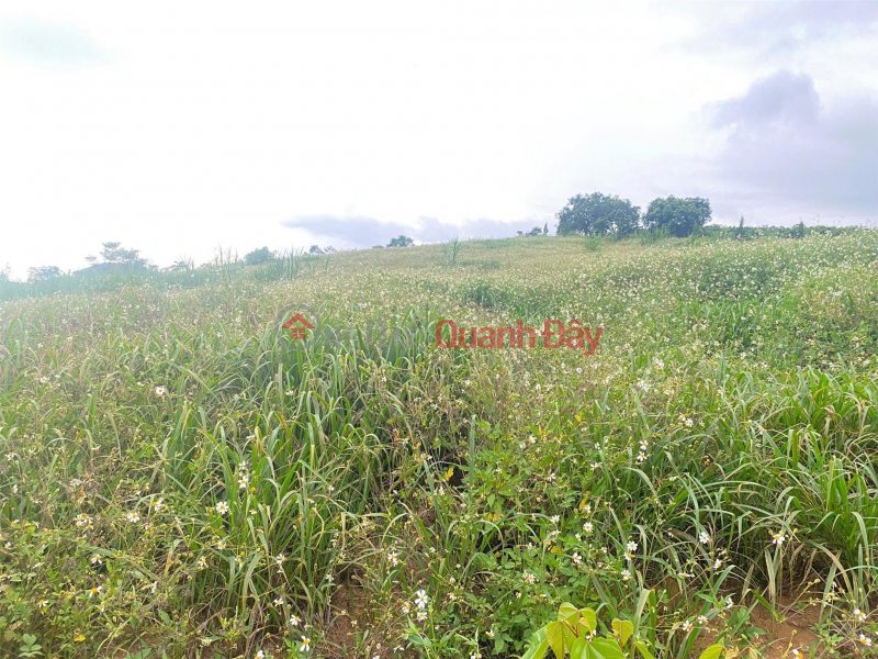 GOOD LAND - BEAUTIFUL VIEW - CHEAP PRICE - Own Resort Land Immediately In The Suburbs Of Da Lat | Vietnam | Sales, đ 1.55 Billion