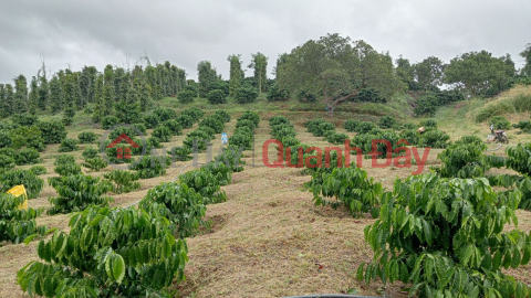 Beautiful Land - Good Price - Owner Needs to Sell Beautiful Land Lot in Truc Son Commune - Cu Jut - Dak Nong _0