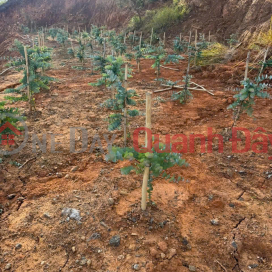 Bán đất tại xã Đạ Sar, Lạc Dương, Lâm Đồng, 400 triệu/1000m2 đẹp, nhiều tiện ích _0